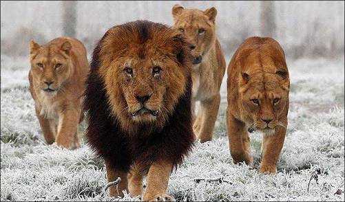 Male lion leading lionesses